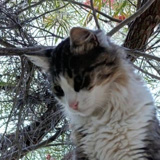 Zilber's cat sitting in a tree